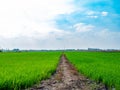 Green rice plants in the growing fields,Swamp rice plant, Background is blue sky and White clouds Beautiful nature in Ayutthaya Th