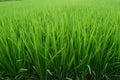 Green rice plants in irrigation fields Royalty Free Stock Photo