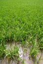 Green rice plants in irrigation spring fields Royalty Free Stock Photo