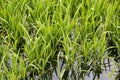 Green rice plants in irrigation spring fields Royalty Free Stock Photo