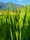 green rice plants that Will soon bear fruit