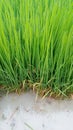 Green rice seedlings crop farming Royalty Free Stock Photo