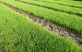Green rice seedlings and Dry soil is rift Royalty Free Stock Photo