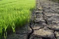 Green rice seedlings and Dry soil is rift