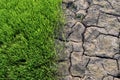 Green rice seedlings and Dry soil is rift Royalty Free Stock Photo