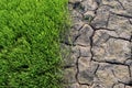 Green rice seedlings and Dry soil is rift