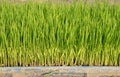 Green rice seedlings leaf cornfield in tray