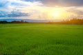 rice seedlings in a paddy field with beautiful sky and cloud, The sun setting over a mountain range in the background Royalty Free Stock Photo