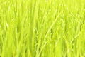 Green rice shoots on paddy-field and egret