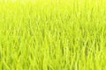 Green rice shoots on paddy-field and egret