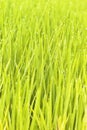 green rice shoots on paddy-field and egret