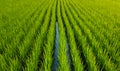 Green rice sprouts, even rows of plants.