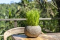 Green rice sprouts in a stone flower pot on a wooden table in empty cafe next to the tropical jungle in island Bali, Indonesia