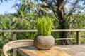 Green rice sprouts in a stone flower pot on a wooden table in empty cafe next to the tropical jungle in island Bali, Indonesia