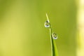 Green rice stem background with water drops, grass stalks with water drops, herbal background in Bali, Indonesia. Close up, macro