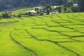 Green rice terrace field in Chiang Mai, Thailand. Royalty Free Stock Photo