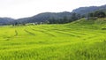 Green rice terrace field in Chiang Mai, Thailand. Royalty Free Stock Photo