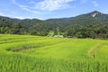 Green rice terrace field in Chiang Mai, Thailand. Royalty Free Stock Photo