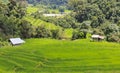 Green rice terrace field in Chiang Mai, Thailand. Royalty Free Stock Photo