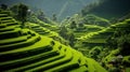 A green rice terrace with steps and curves under a blue sky Royalty Free Stock Photo