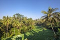 Rice terrace in summer, Bali, Indonesia