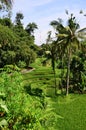 Green rice terraces in Asia Royalty Free Stock Photo