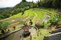 Rice terraces