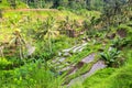 Green rice terraces in Bali island. Agriculture. Royalty Free Stock Photo