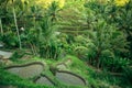 Green rice terraces in the Bali island, Indonesia. Nature. Royalty Free Stock Photo