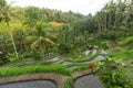 Green rice terraces in Bali island, Indonesia. Nature. Royalty Free Stock Photo
