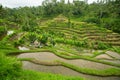 Green rice terraces in Bali island, Indonesia. Nature. Royalty Free Stock Photo