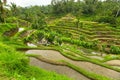 Green rice terraces in Ubud, Bali island Royalty Free Stock Photo