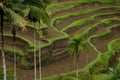 Green Rice terraces view with palm trees