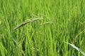 Green rice tree and seed in rice field background closeup. Royalty Free Stock Photo