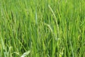 Green rice tree and seed in rice field background closeup. Royalty Free Stock Photo