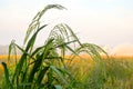 Green rice wheat Royalty Free Stock Photo
