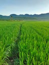 Green Ricefields and a Footpath Through the Middle with Beautiful Hills Royalty Free Stock Photo