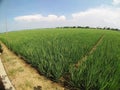 A green ricefields Royalty Free Stock Photo