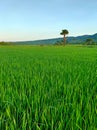 Green Ricefields with a Tree and Clear Sky Royalty Free Stock Photo