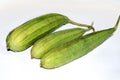 Green Ridge gourds isolated on white background