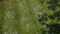 Tiny blue flowers on green lawn Royalty Free Stock Photo