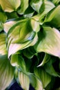 Green-Rimmed Hosta Leaves