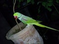 Green Ring neck Parrot Amazing look innocent