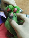 Green ring neck parrots