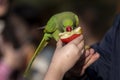 Green Ring Necked Parakeet feeding from hand Royalty Free Stock Photo