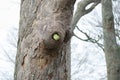 A Green Ring necked Parakeet taking refuge in a tree knot