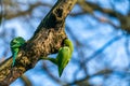Green ring-necked parakeets Psittacula krameri Royalty Free Stock Photo