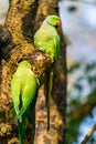 Green ring-necked parakeets Psittacula krameri Royalty Free Stock Photo