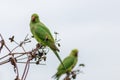 Green ring-necked parakeets with red beak and green feathers are exotic invaders in european nature with curious intelligence