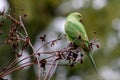 Green ring-necked parakeets with red beak and green feathers are exotic invaders in european nature with curious intelligence